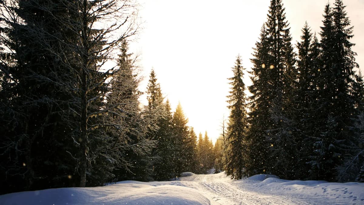 Skispor gjennom snødekt granskog i vintersol
