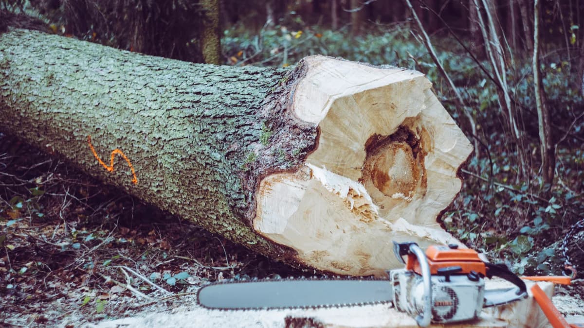 Motorsag ved siden av en nyfelt trestamme i skogen